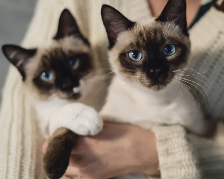 top rated automatic pet feeder