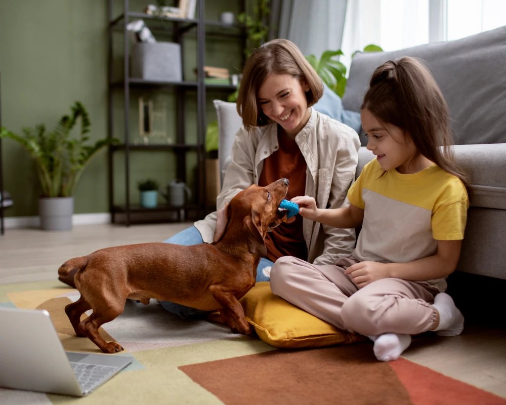 wifi automatic pet feeder