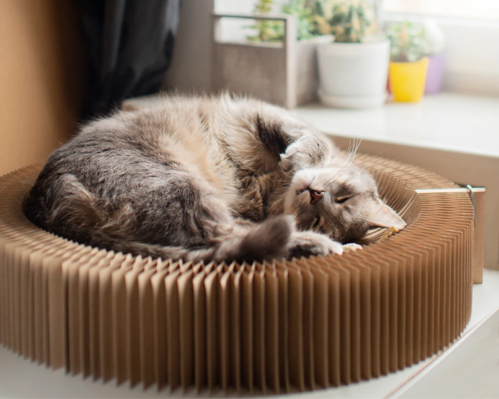 best automatic pet feeder for dogs