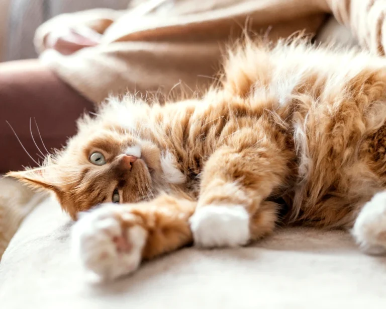 wifi automatic pet feeder