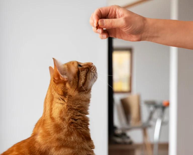 automatic pet feeder bowl